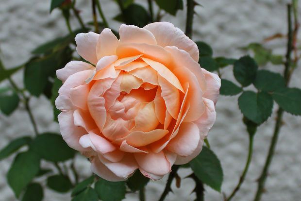 Πώς φροντίζουμε τις τριανταφυλλιές στα κρύα;