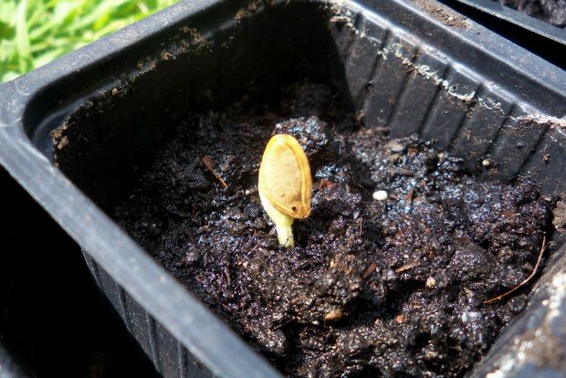 Πώς φυτρώνει το αγγούρι;