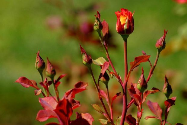 Πώς πολλαπλασιάζω τις τριανταφυλλιές;