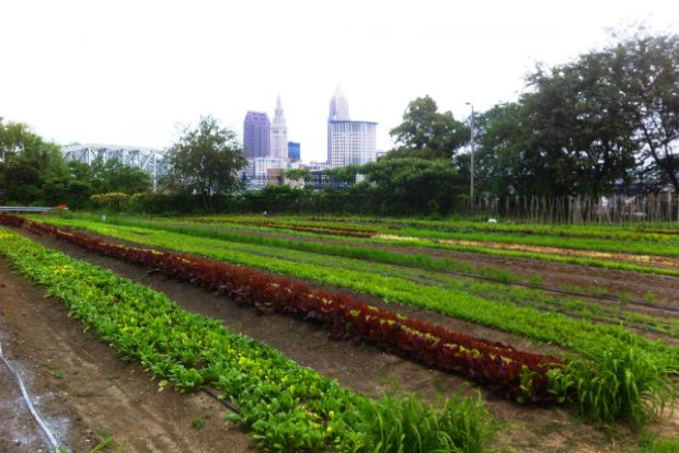 Ποτέ ένα μαρούλι δεν είναι απλώς «ένα μαρούλι»