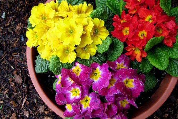 Πρίμουλα, η πριμαντόνα του χειμώνα