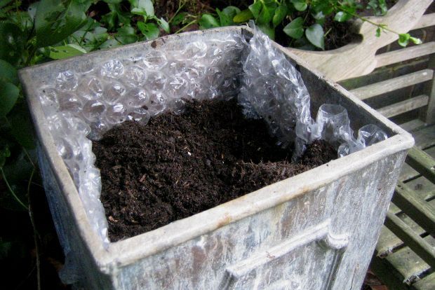 Προετοιμάζω τα φυτά για την παγωνιά