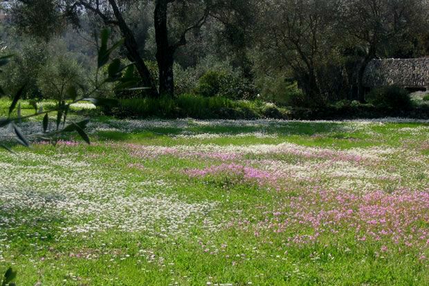 Προς Θεού, όχι γκαζόν!