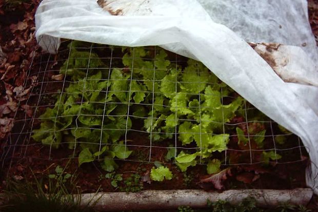 Προστατεύω τα μικρά φυτά από το κρύο