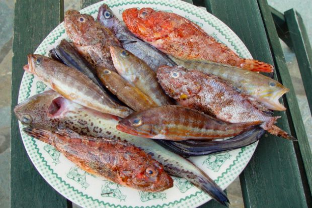 Ψάρι: τα βασικά και πολύτιμα