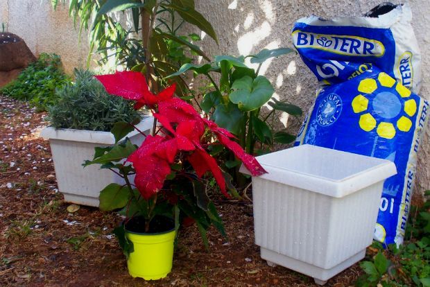 Ώρα να μεταφυτεύσουμε!