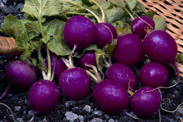 Ραπανάκια για την όρεξη