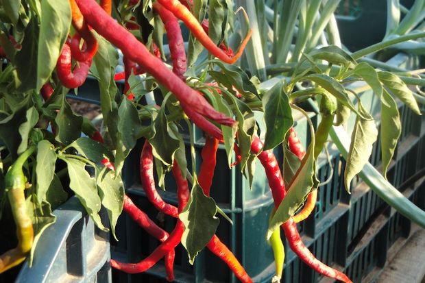 Red hot chili peppers