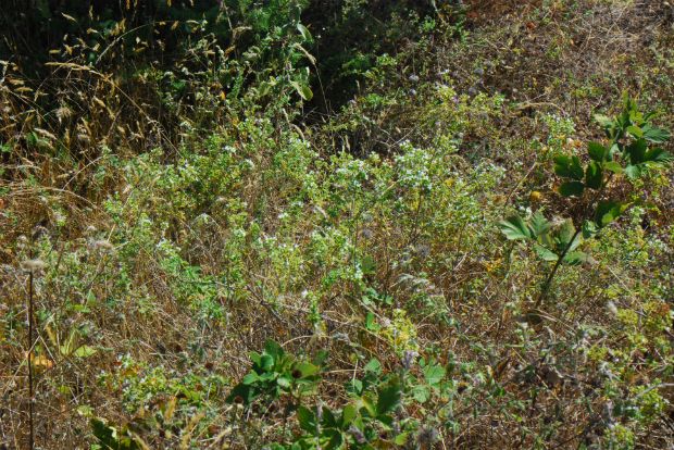 Ρίγανη από τον τόπο σου