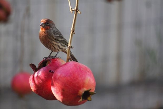 Ροδιά μου εσύ τετράκλωνη