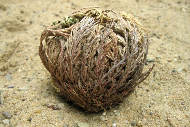 Ρόδο της Ιεριχούς, το αμάραντο