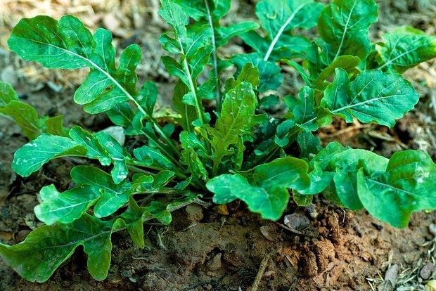 Ρόκα, η δροσερή και πιπεράτη