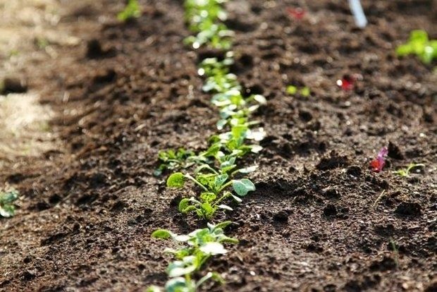 Ρώτα βρε τον γεωπόνο!
