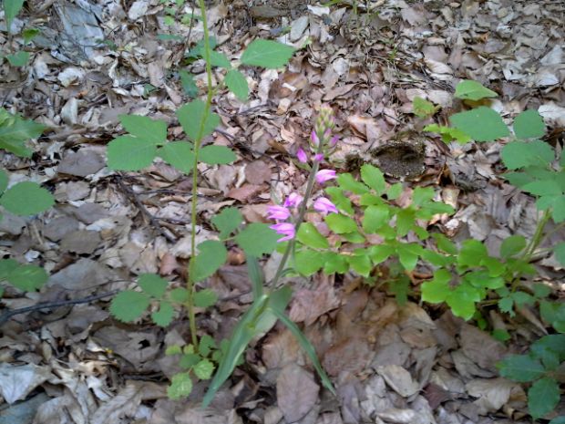 Έρωτας στη φύση: αναζητώντας ορχιδέες