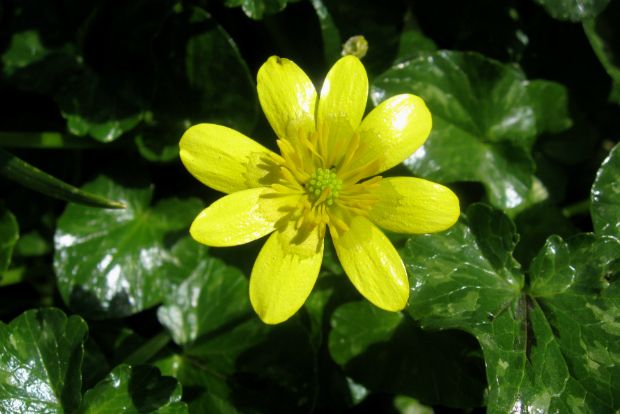 Ήρθαν τα ήμερα να διώξουν τα άγρια…