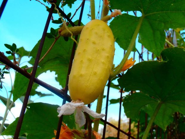 Όσα μου δίδαξε το μποστάνι