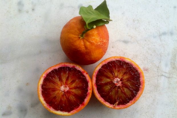 Σαγκουίνια τατέν