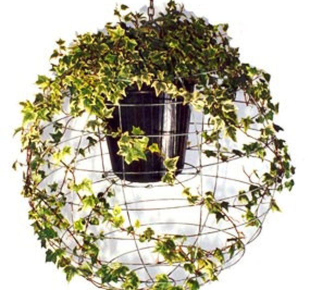 Σαββατιάτικο παιχνίδι: με κισσούς