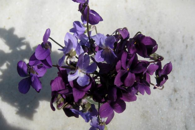 Σφηνάκια χάρμα οφθαλμών