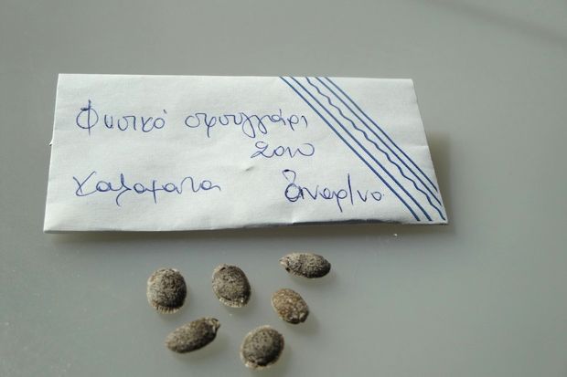 Σφουγγάρι απ’ την ταράτσα μας