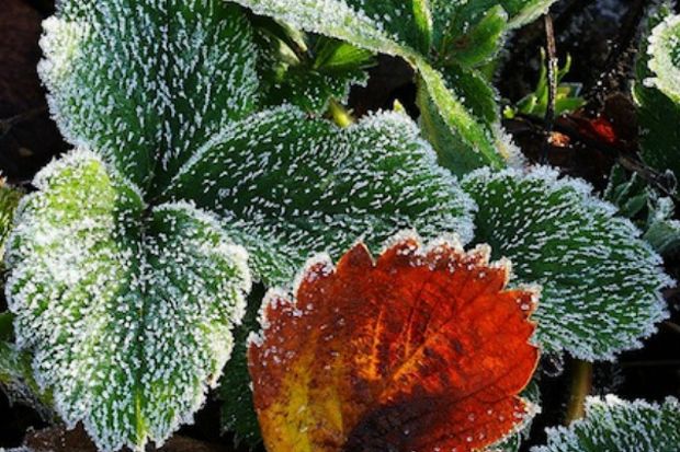 Σφυρίζω και σκέφτομαι τις φράουλες