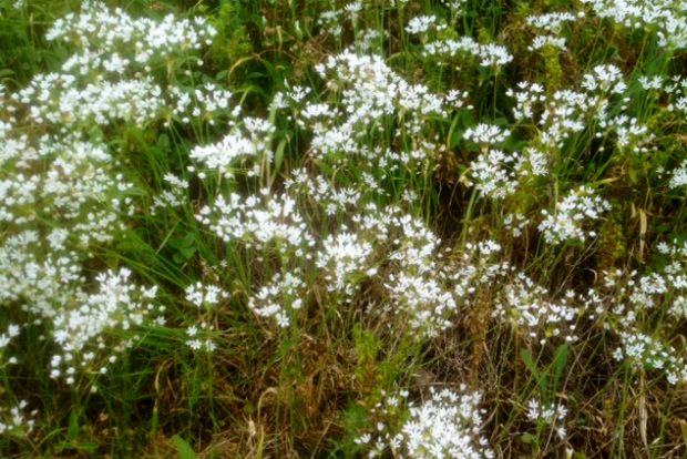 Σκορδάκια φρέσκα κι επαναστατημένα