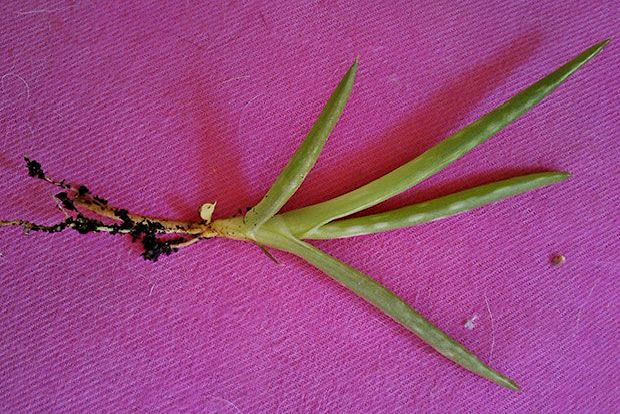 Σώστε τα αδέσποτα