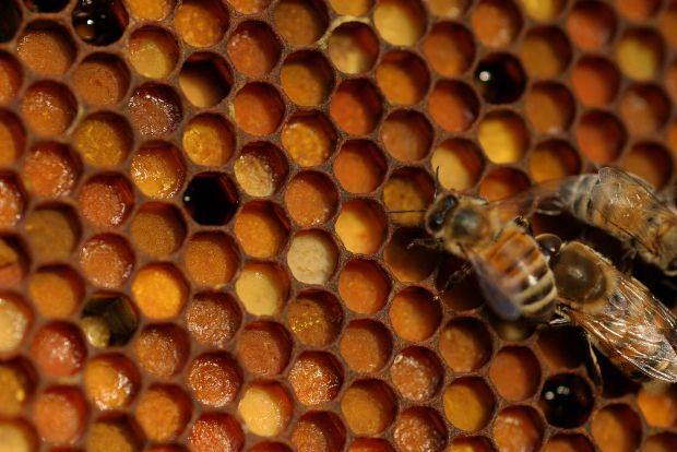 Σώστε τις μέλισσες!