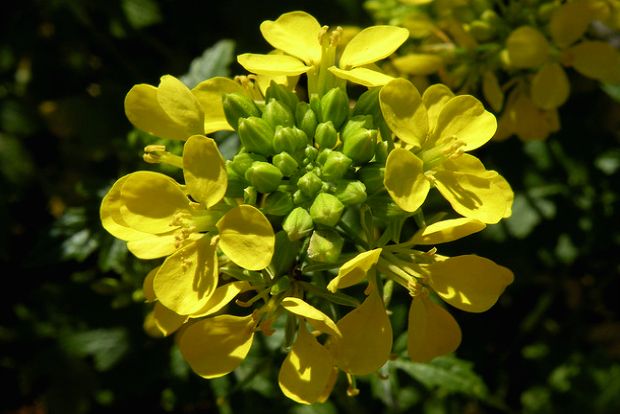 Σπέρνω σινάπι