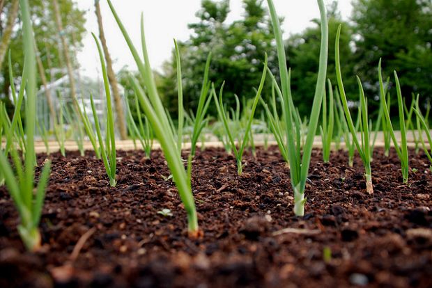 Σπέρνω, συλλέγω με τη Βιοδυναμική: ημερολόγιο Ιουλίου