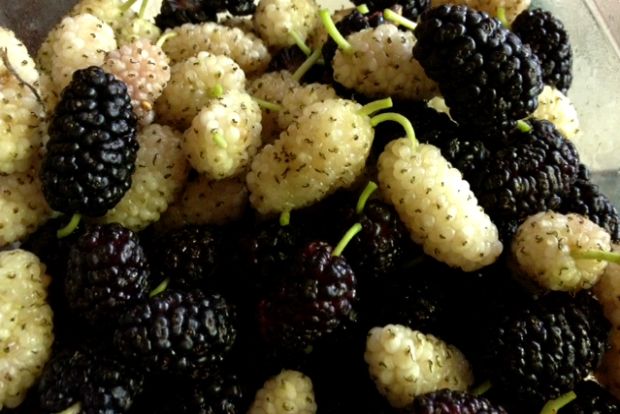 Άσπρα μούρα, μαύρα μούρα