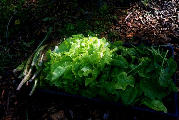 Στ’ ανοιξιάτικα μπουρίνια