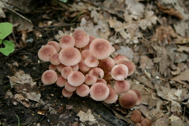 Στα ίχνη των μανιταρόφιλων
