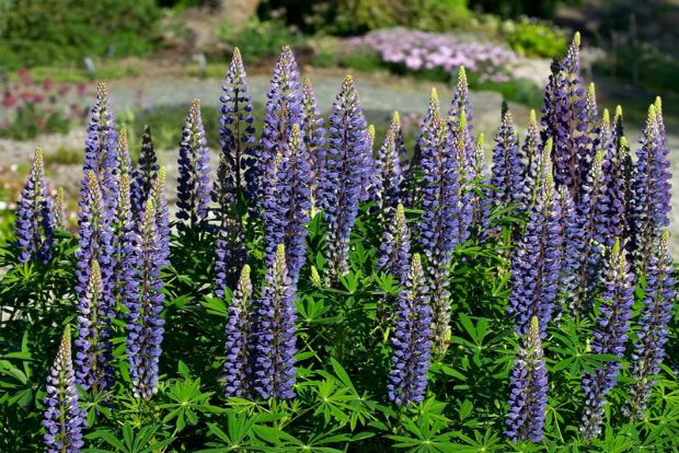 Στην Κρήτη και στη Μάνη: λούπινα