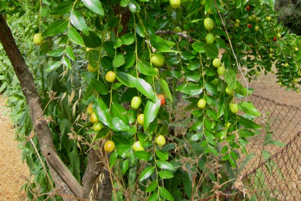 Στις Τζιτζιφιές, σε πελάγη ευτυχίας