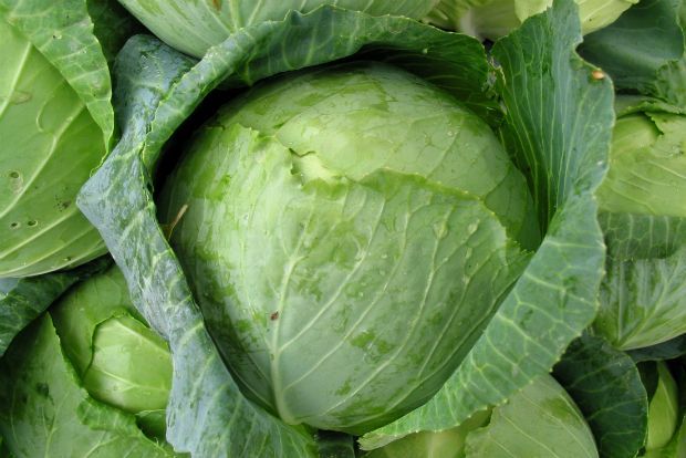 Στο μποστάνι, τον Γενάρη: το πρώτο μου λάχανο