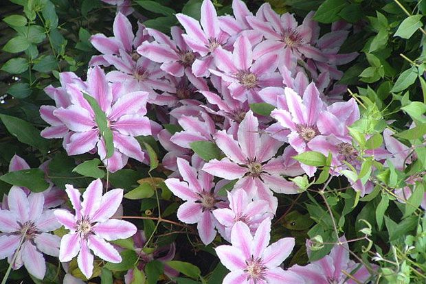 Στο μποστάνι, τον Μάιο