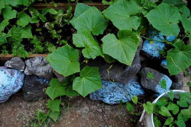 Στον μπαχτσέ με τις αδερφές Τατά