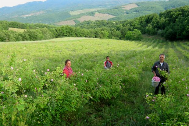 Στους ροδώνες της Χαλκιδικής