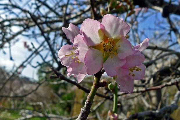 Τα αμύγδαλα δεν είναι μόνο για γλυκά