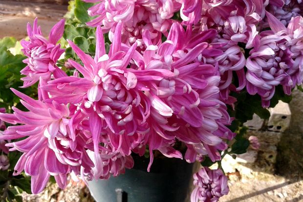 Τα χρυσάνθεμα της γιαγιάς μου