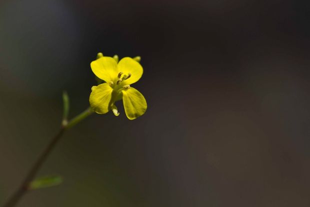 Τα φυτά μιλούν λατινικά;