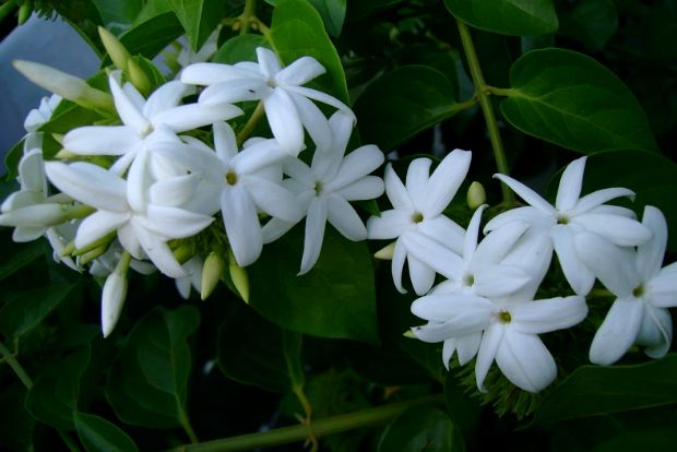 Τα γιασεμιά εσκύψαν για το χατήρι σου…