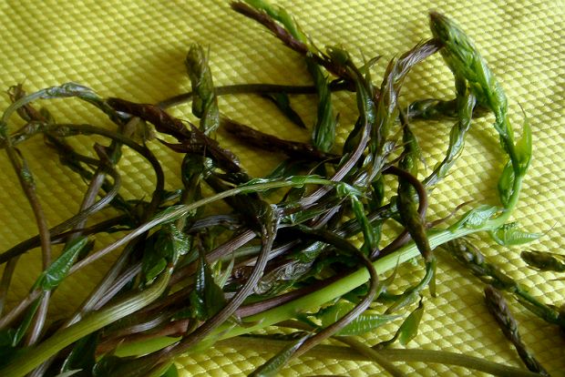 Τα κρητικά: σουπιές με μάραθα και αβρωνιές