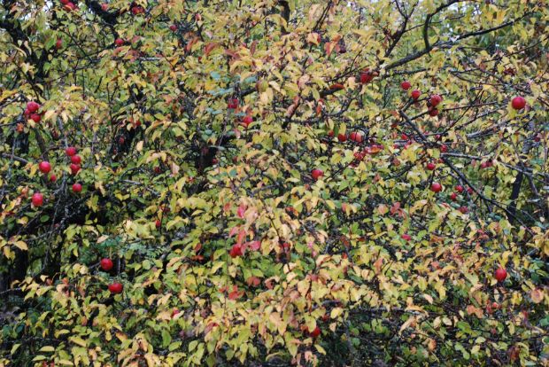 Τα μήλα του παλιού καιρού