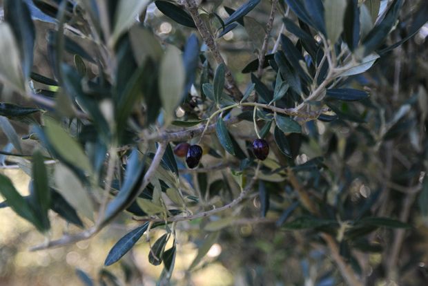 Τα νέα Ελαιόπουλα, τα παρατημένα