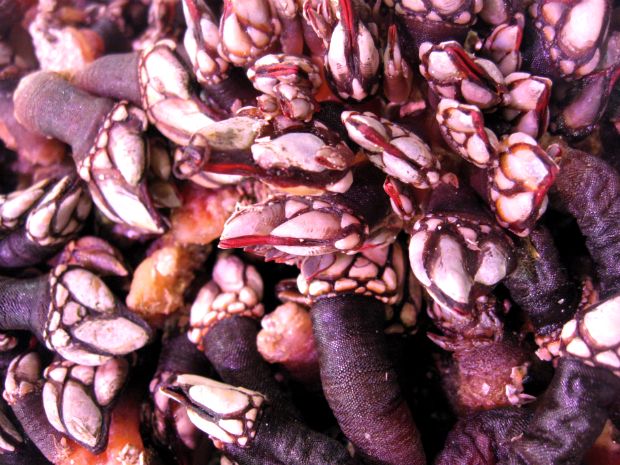 Τα νύχια του δράκου και άλλες ακρότητες