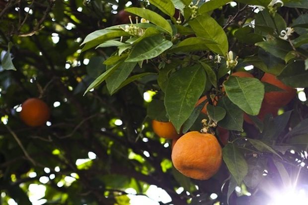 Τα ωραιότερα μανταρίνια της πόλης