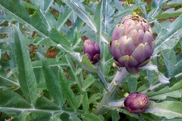 Tα «παιδάκια» της αγκινάρας