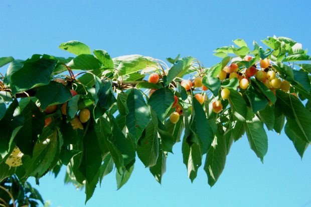 Τα περίφημα καψιώτικα κεράσια